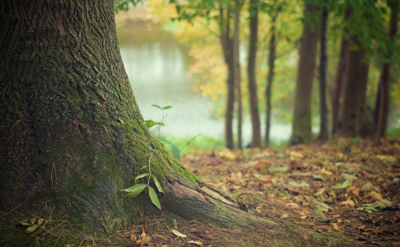 Ładny oraz {porządny ogród to nie lada wyzwanie, zwłaszcza jak jego pielęgnacją zajmujemy się sami.